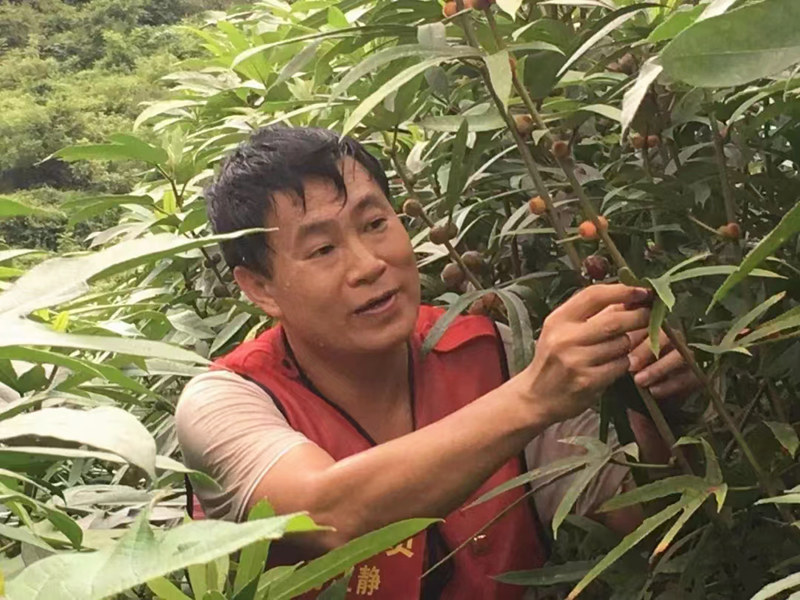 馬江靜在地里察看五指毛桃生長情況。受訪者供圖