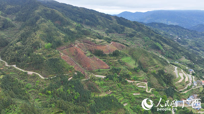 建設(shè)中的大新村油茶種植基地。人民網(wǎng) 付華周攝