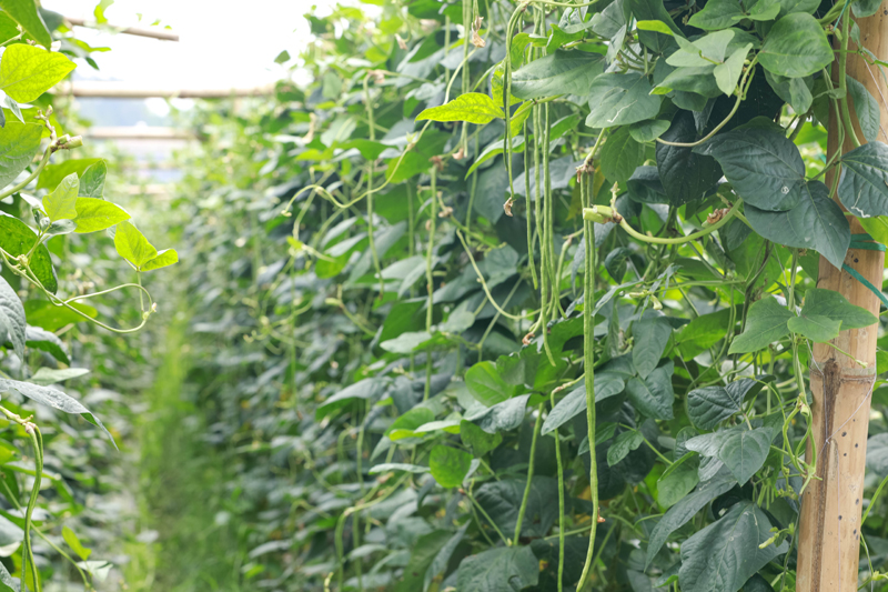 豆角迎來豐收。