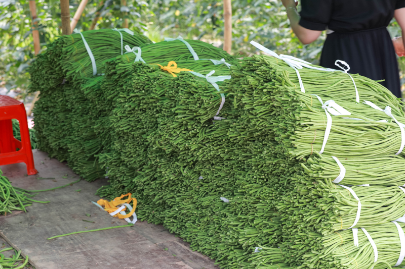 豆角喜獲豐收。