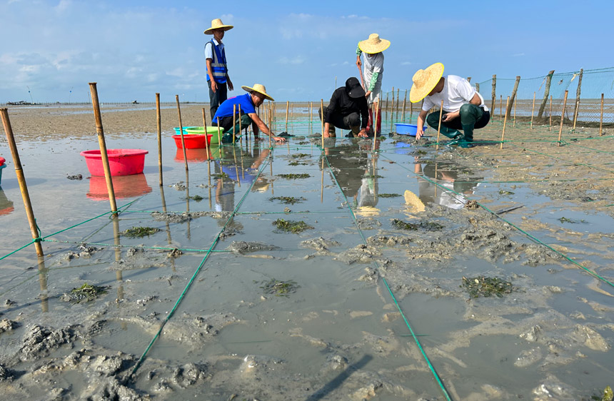 廣西合浦儒艮國家級(jí)自然保護(hù)區(qū)工作人員在試種樣地用人工增殖辦法開展海草修復(fù)移植試種工作。