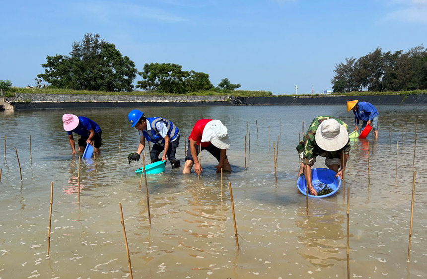 廣西合浦儒艮國家級自然保護(hù)區(qū)工作人員正在開展海草修復(fù)移植試種工作。