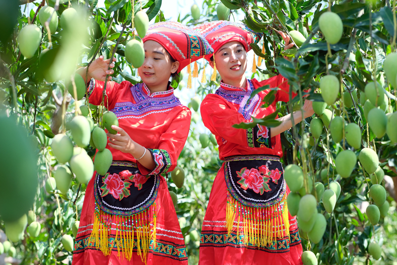 田東芒果園成了游客網(wǎng)紅打卡地。周金鵬攝