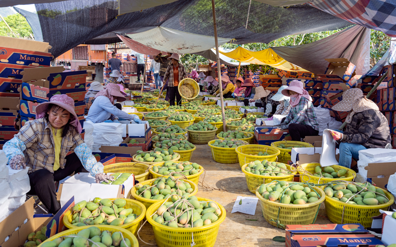工人們正在對芒果進行分揀包裝。周金鵬攝
