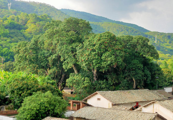 北流荔枝古樹圖。