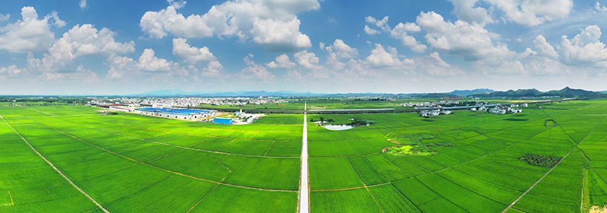 一望無際的綠色稻田。