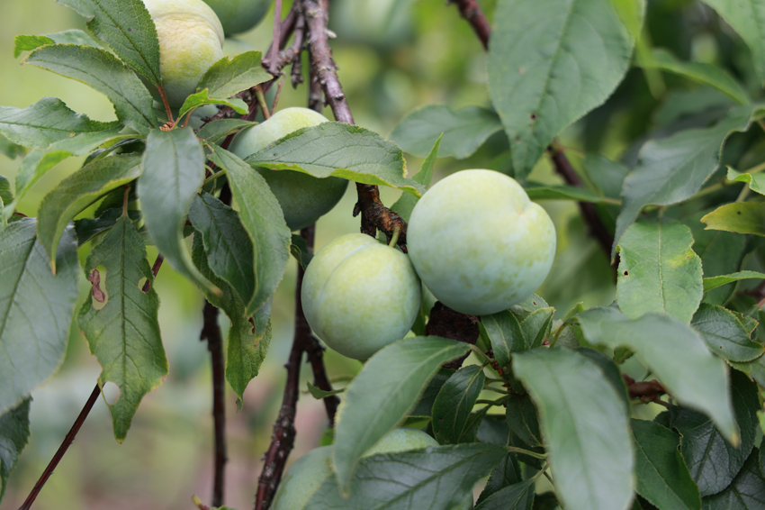 三華李長勢喜人。