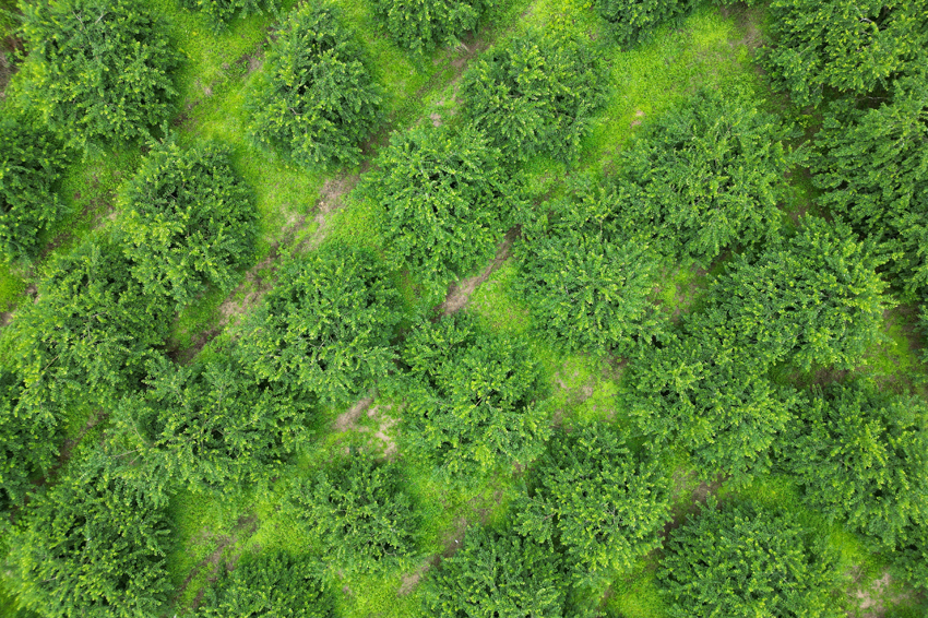 三華李基地里李子綴滿枝頭。