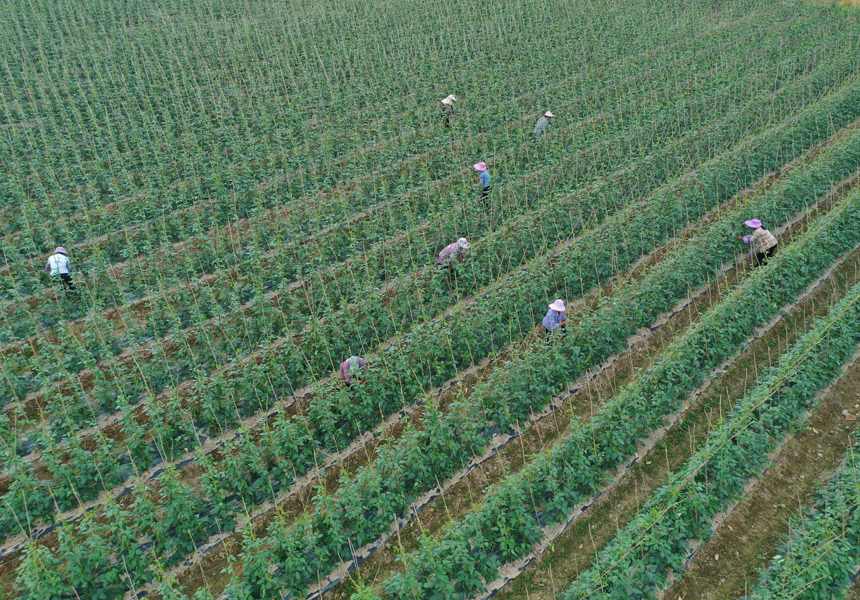 農(nóng)民在豆角地里忙著采摘豆角。