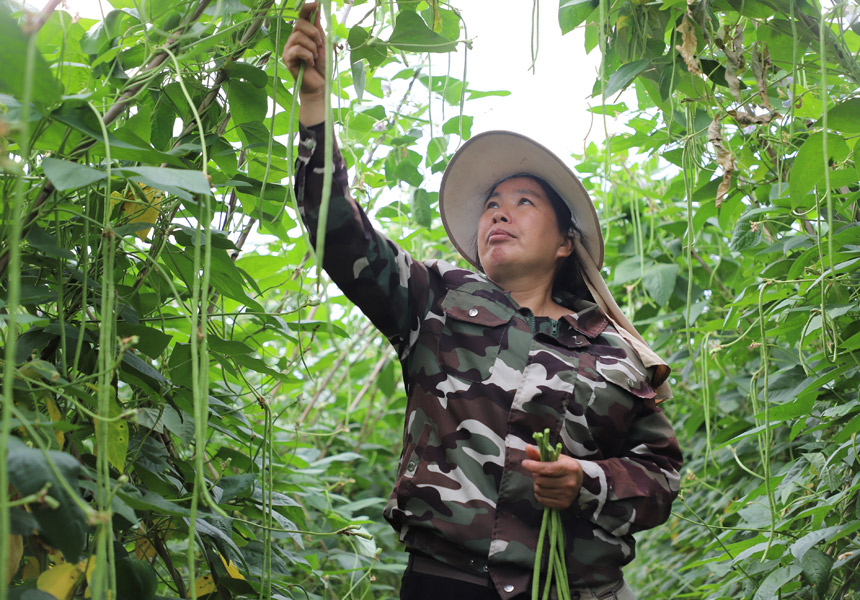 農(nóng)民在地里采摘豆角。