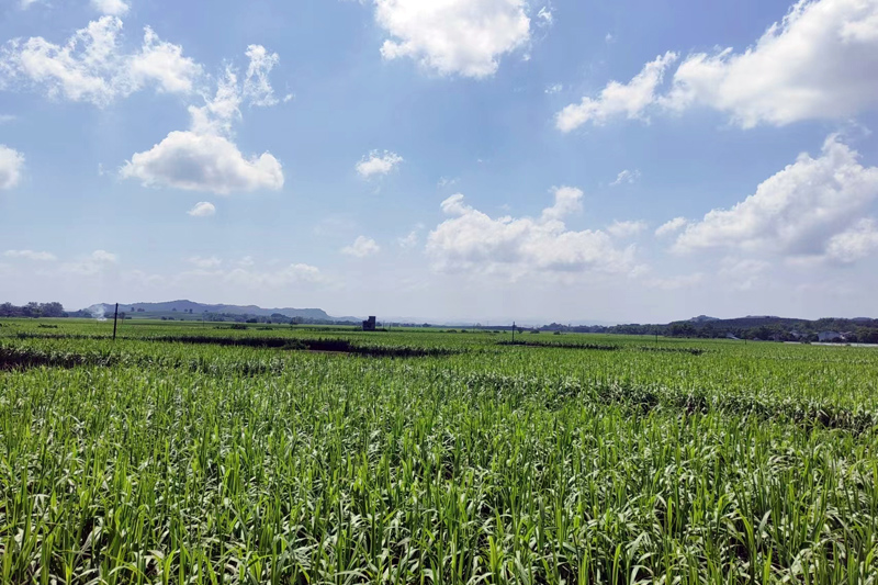 黑皮果蔗種植基地被評(píng)為自治區(qū)五星級(jí)現(xiàn)代農(nóng)業(yè)核心示范區(qū)