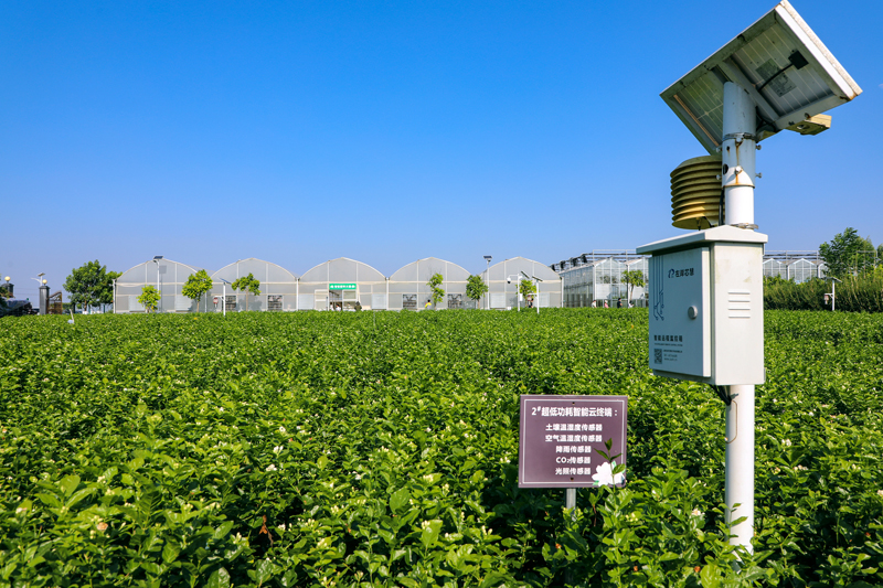 橫州市茉莉花生產(chǎn)數(shù)字化試點基地內(nèi)的智能終端。橫州市融媒體中心供圖