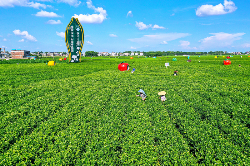 橫州市國家現(xiàn)代農(nóng)業(yè)產(chǎn)業(yè)園萬畝茉莉花田一角。黃汝德攝