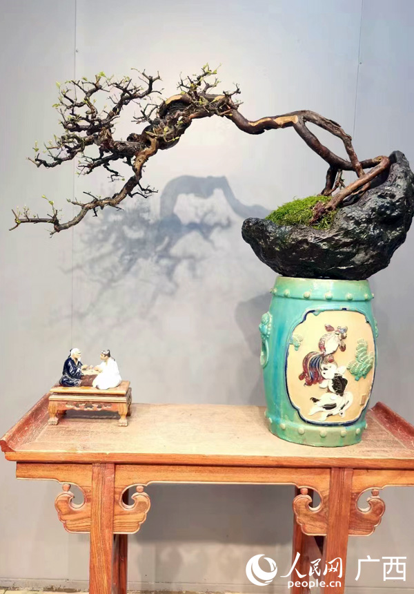 修剪好的盆景。人民網(wǎng)記者 王勇攝