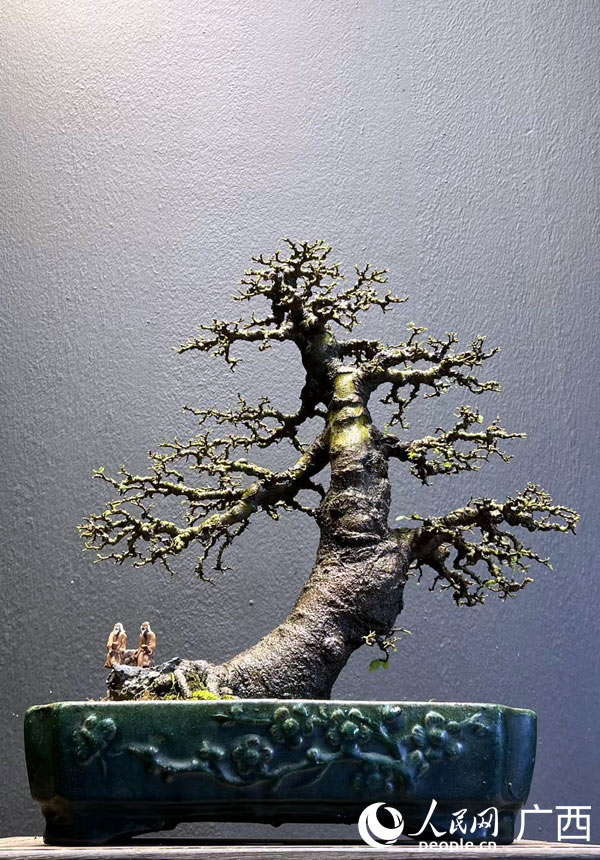 修剪好的盆景。人民網(wǎng)記者 王勇攝