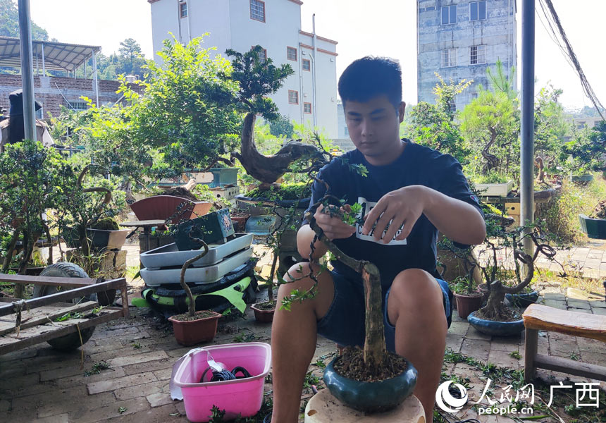 花匠正在景華盆景園內修剪盆景。人民網(wǎng)記者 王勇攝