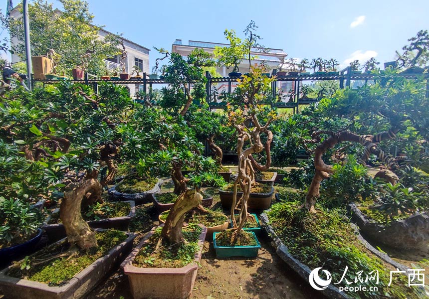 盆景園內(nèi)形態(tài)各異的盆景。人民網(wǎng)記者 王勇攝