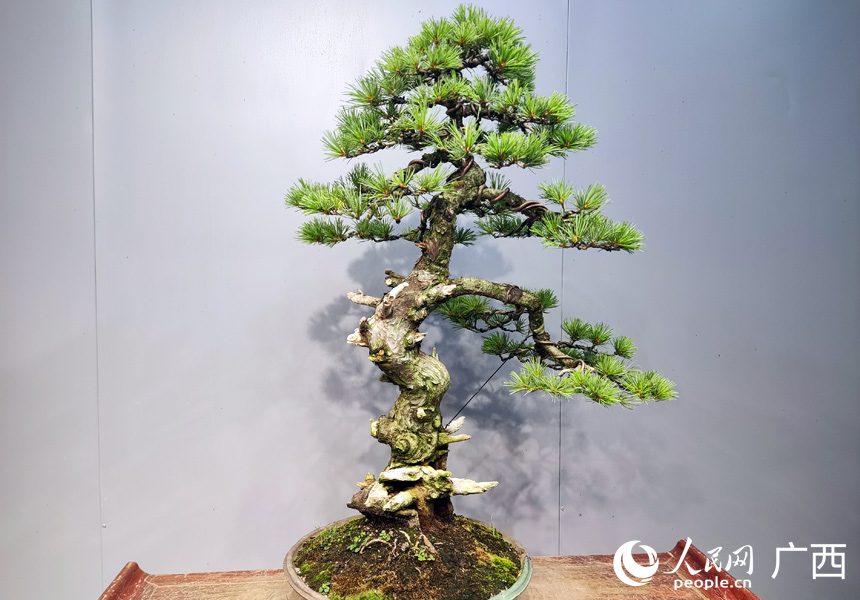 修剪好的盆景。人民網(wǎng)記者 王勇攝