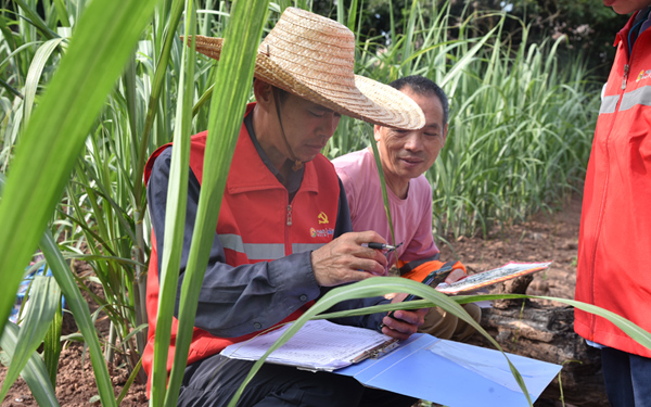 技術(shù)人員到田間地頭開展管護(hù)技術(shù)培訓(xùn)。黃平著攝