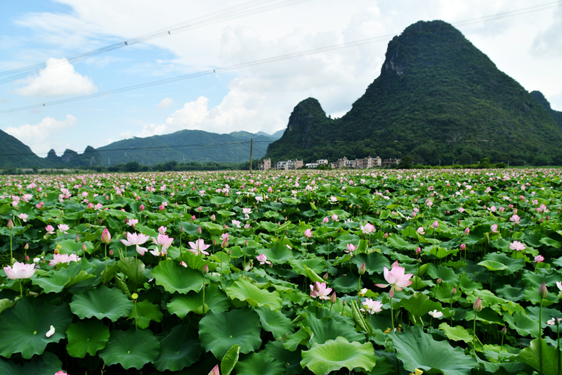 鐘山水墨田園景區(qū)吉塘村太空蓮種植基地。