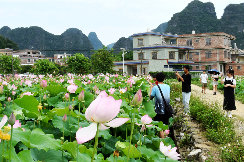 游客在觀賞太空蓮美景。