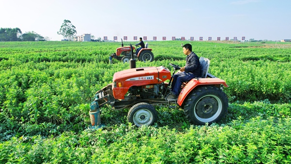 機(jī)械化收割艾草。劉志寧攝