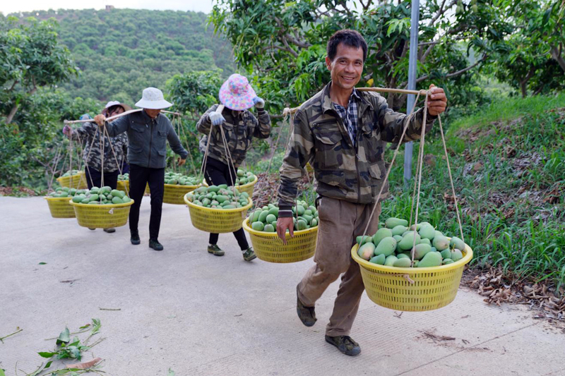 果農(nóng)在采收芒果。周金鵬攝