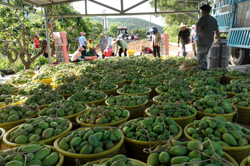 采摘好的芒果準(zhǔn)備外運(yùn)。周金鵬攝