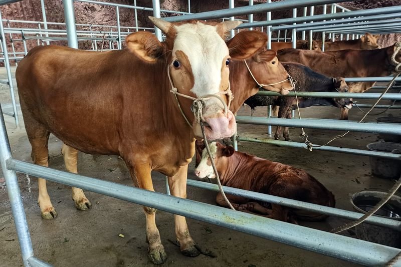 容縣大公村養(yǎng)牛場。
