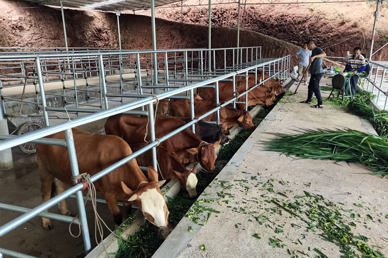 容縣大公村養(yǎng)牛場。