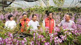 科技特派員給石斛園帶來滿園春色