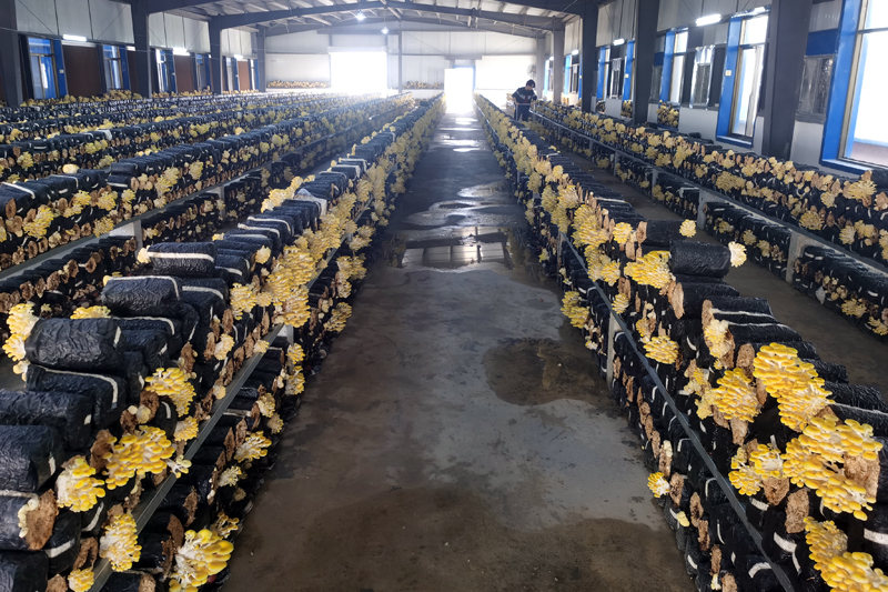 農(nóng)投時(shí)宜公司：蠶房里頭養(yǎng)菌菇 盤活冬閑房助增收