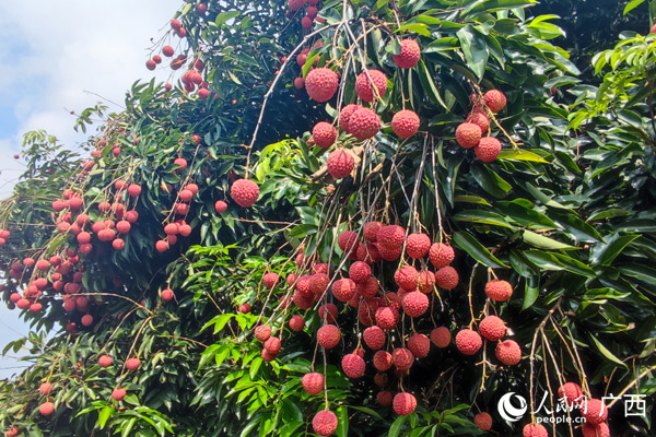 荔枝掛滿枝頭。人民網(wǎng)記者 王勇攝