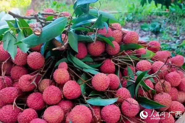 剛采摘的荔枝。人民網(wǎng)記者 王勇攝