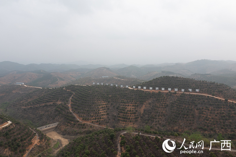 田陽區(qū)20萬畝農(nóng)林生態(tài)扶貧產(chǎn)業(yè)園。人民網(wǎng)記者 嚴立政攝