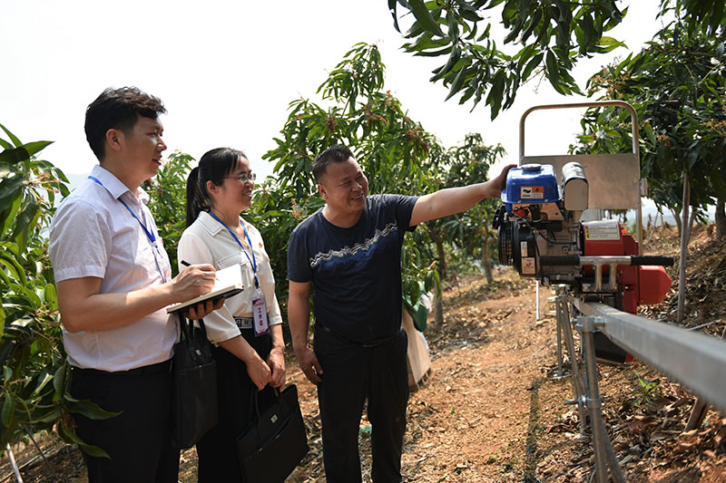 5月初，田陽區(qū)紀委專班走進田間地頭了解芒果產(chǎn)業(yè)發(fā)展。滕毅攝