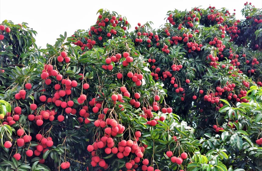 荔枝掛滿枝頭。