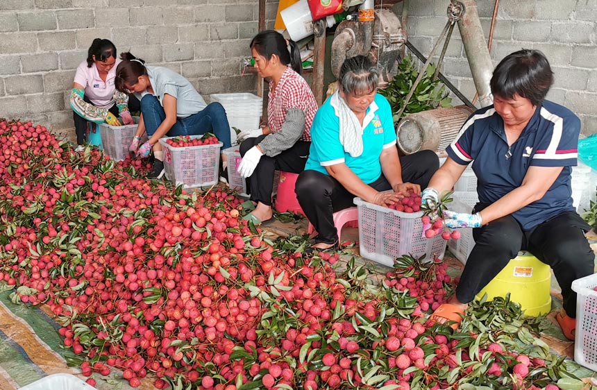 工人麻利地把新鮮采摘的荔枝剪枝摘葉、封箱打包。