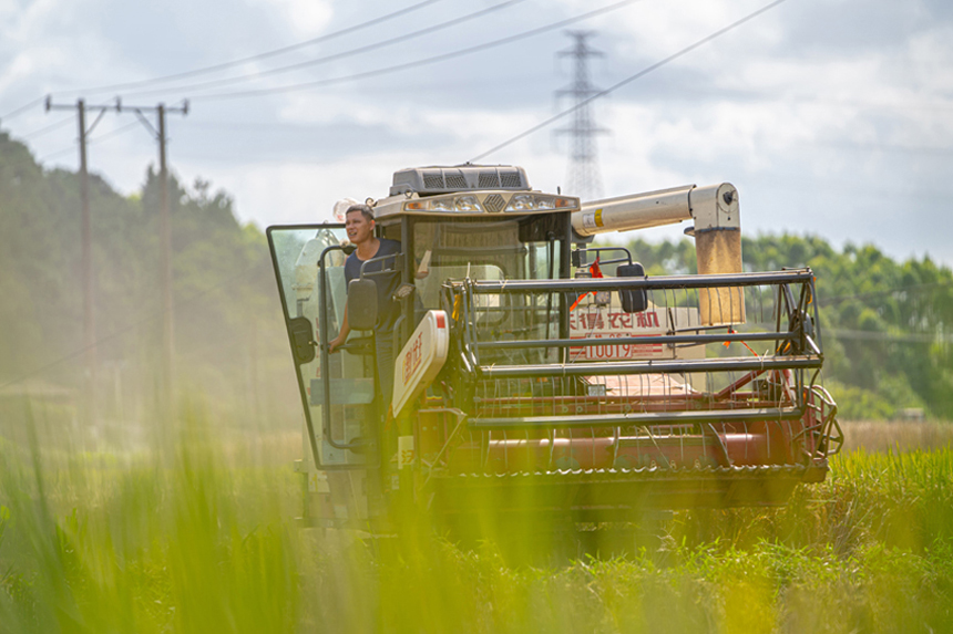 早稻飄香農民收割忙。