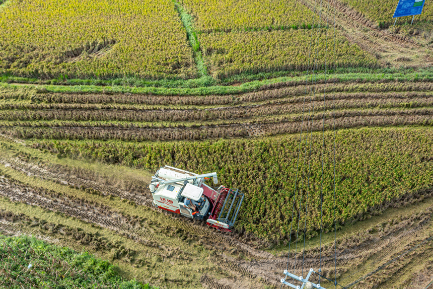 田間地頭一派繁忙景象。