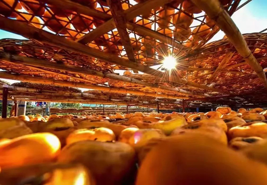 在陽光下曬成金黃色的柿子。桂林銀行供圖