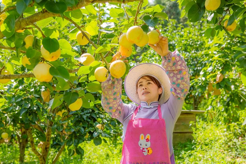 圖為群眾在采摘桂花梨。李世華攝