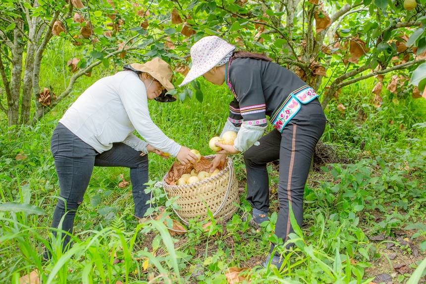 圖為群眾將采摘的梨裝筐。李世華攝