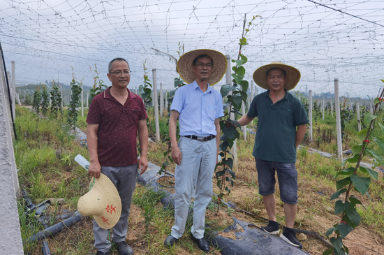 廣西師范大學(xué)生命科學(xué)學(xué)院碩士生導(dǎo)師李伯林（中）副教授為永福羅漢果種植戶提供技術(shù)支撐。永?？h委宣傳部供圖