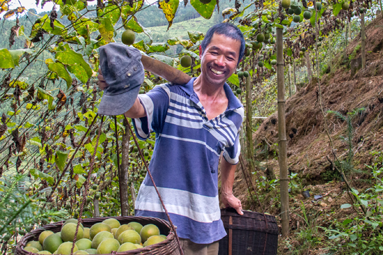 永福羅漢果喜獲豐收，果農(nóng)笑開顏。永?？h融媒體中心供圖