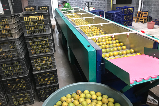 羅漢果進(jìn)行清洗、烘干、包裝等加工程序后銷往全國各地。永?？h融媒體中心供圖