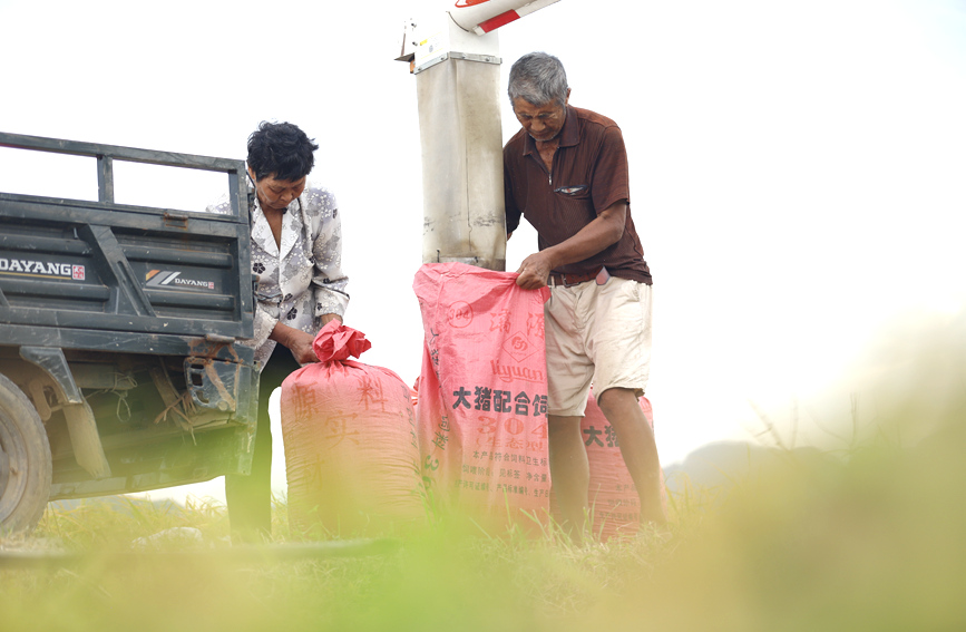 農(nóng)戶正在裝稻谷。