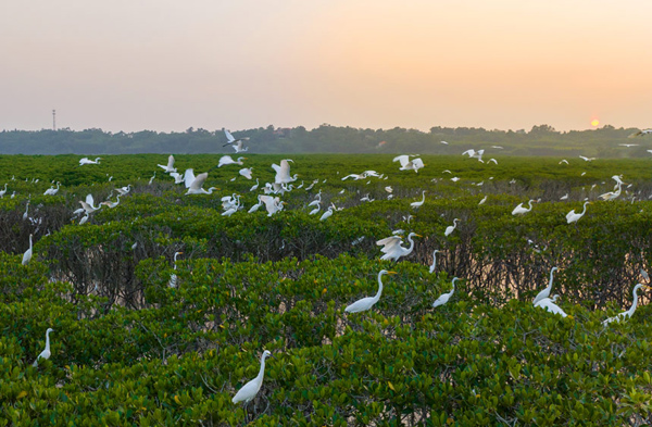 一群白鷺在紅樹林中棲息。張國(guó)斌攝