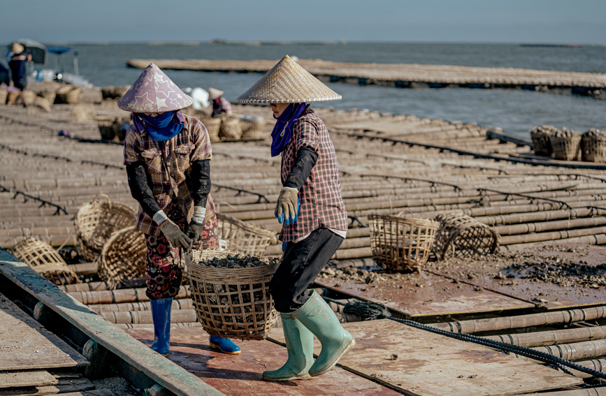 村民將收獲的生蠔從蠔排轉(zhuǎn)運上船。
