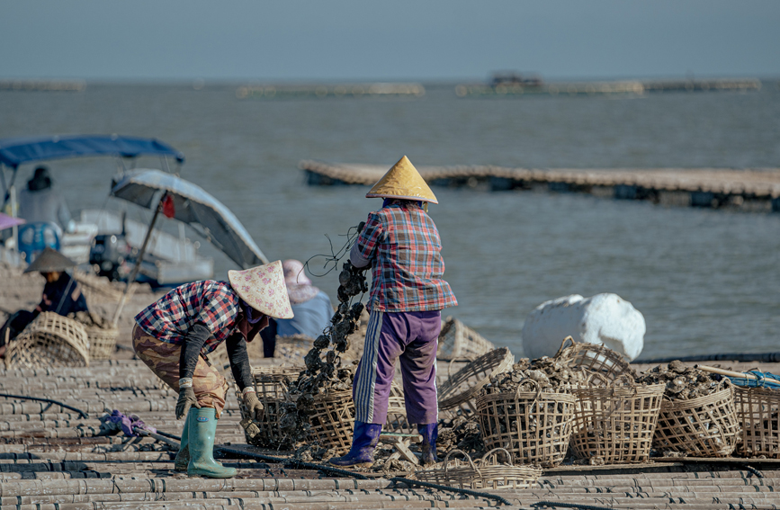 村民在蠔排上收獲生蠔。